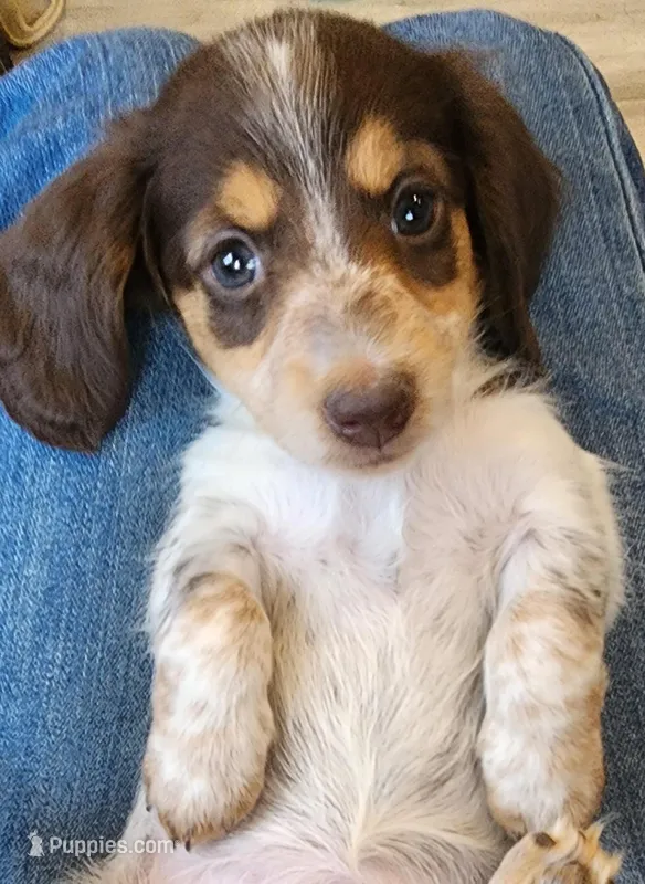 EasterPups F1 – Miniature Dachshund puppy for sale in Buffalo, MO