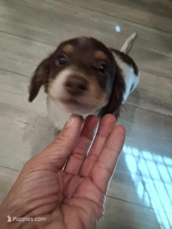 Chip – Miniature Dachshund puppy for sale in Buffalo, MO
