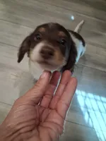 CKC Chip-Reduced, a male Miniature Dachshund for sale in Buffalo, MO – 3 of 7