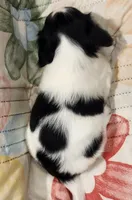 EasterPups M1, a female Miniature Dachshund for sale in Buffalo, MO – Photo 2 of 2