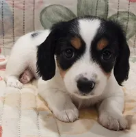 EasterPups M1, a female Miniature Dachshund for sale in Buffalo, MO – Photo 1 of 2