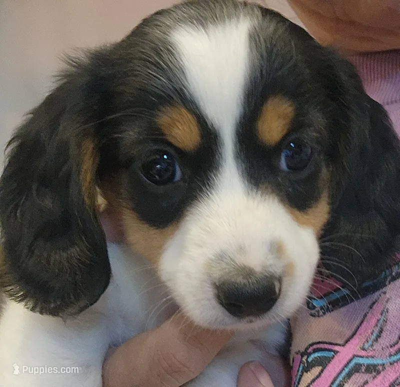 EasterPups M1 – Miniature Dachshund puppy on hold in Buffalo, MO
