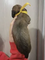 Yellow, a female Miniature Dachshund for sale in Buffalo, MO – Photo 3 of 3