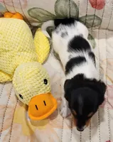 EasterPups M3, a male Miniature Dachshund for sale in Buffalo, MO – Photo 2 of 3