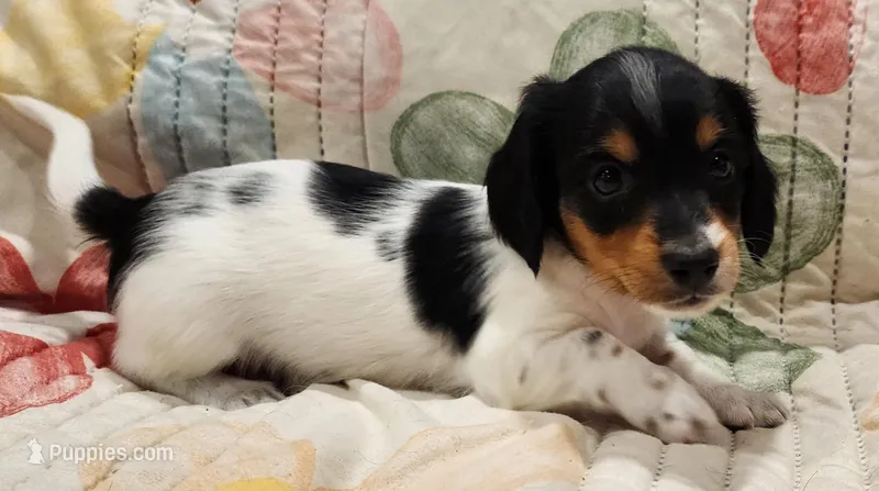 EasterPups M3 – Miniature Dachshund puppy for sale in Buffalo, MO