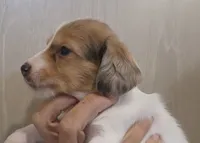 Male 2 LH, a male Miniature Dachshund for sale in Buffalo, MO – Photo 2 of 4