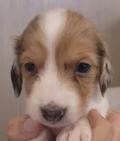 Male 2 LH, a male Miniature Dachshund for sale in Buffalo, MO – Photo 1 of 4