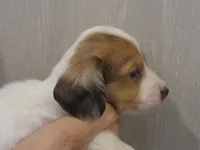 Male 2 LH, a male Miniature Dachshund for sale in Buffalo, MO – Photo 3 of 4