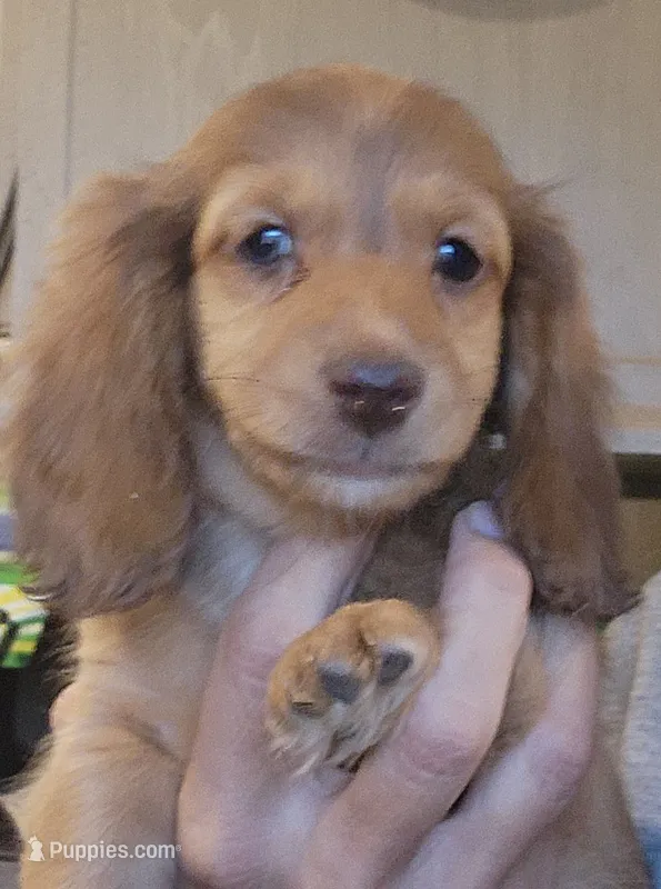 S-F2 Long-haired  – Miniature Dachshund puppy for sale in Buffalo, MO