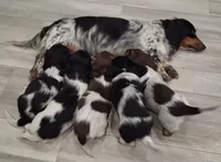 Rizzo long-haired CKC, a female Miniature Dachshund for sale in Buffalo, MO – 3 of 3