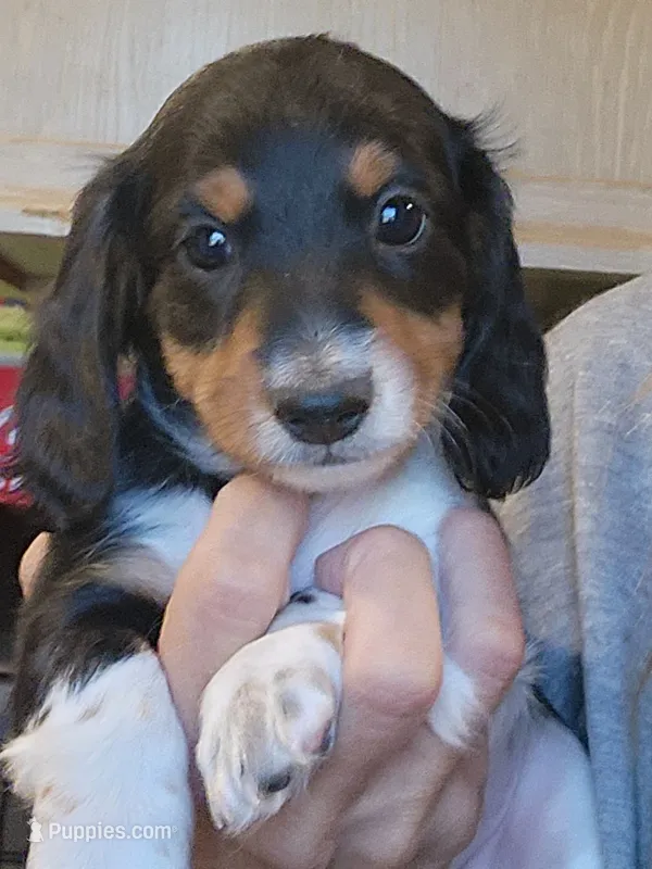 Brother – Miniature Dachshund puppy for sale in Buffalo, MO