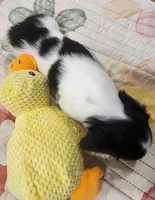 EasterPups M2, a male Miniature Dachshund for sale in Buffalo, MO – Photo 2 of 2