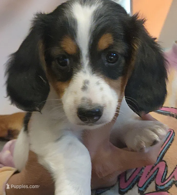 EasterPups M2 – Miniature Dachshund puppy for sale in Buffalo, MO