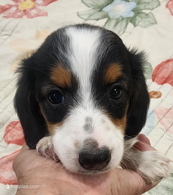 EasterPups M2 – Miniature Dachshund puppy for sale in Buffalo, MO