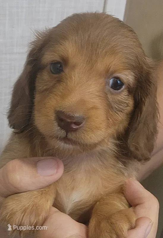 S-F2 Long-haired  – Miniature Dachshund puppy for sale in Buffalo, MO