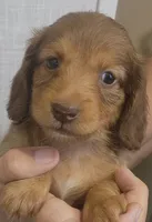 S-F2 Long-haired , a female Miniature Dachshund for sale in Buffalo, MO – 1 of 2
