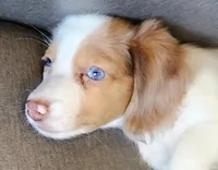 Female 1, a female Miniature Dachshund for sale in Buffalo, MO – Photo 3 of 3