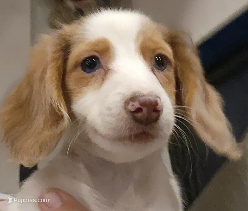 Female 1 – Miniature Dachshund puppy for sale in Buffalo, MO