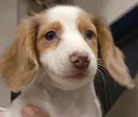 Female 1, a female Miniature Dachshund for sale in Buffalo, MO – Photo 1 of 3