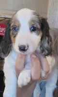 CKC Blue-Reduced, a male Miniature Dachshund for sale in Buffalo, MO – 3 of 8