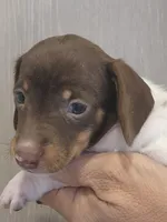 Female 2, a female Miniature Dachshund for sale in Buffalo, MO – Photo 2 of 3