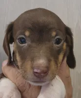 Female 2, a female Miniature Dachshund for sale in Buffalo, MO – Photo 1 of 3