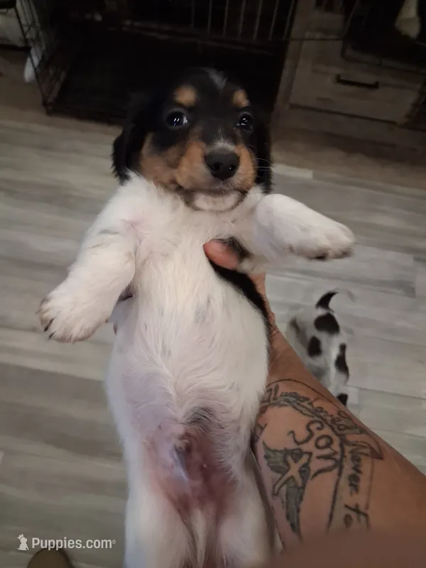Rowan longhair CKC – Miniature Dachshund puppy for sale in Buffalo, MO