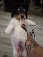 Rowan longhair CKC, a male Miniature Dachshund for sale in Buffalo, MO – 1 of 3