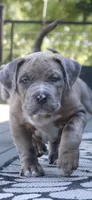 Skipper, a female American Bully for sale in Olathe, KS – 4 of 6
