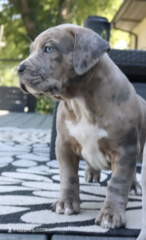 Skipper – American Bully puppy for sale in Olathe, KS