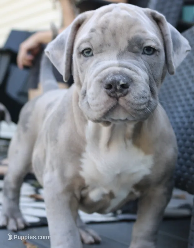 Ken – American Bully puppy for sale in Olathe, KS