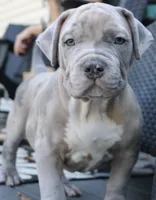 Ken, a male American Bully for sale in Olathe, KS – 1 of 7