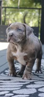Skipper, a female American Bully for sale in Olathe, KS – 5 of 6