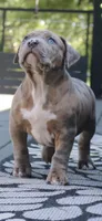 Skipper, a female American Bully for sale in Olathe, KS – 6 of 6