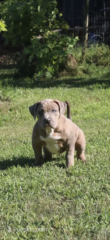 Skipper – American Bully puppy for sale in Olathe, KS
