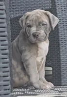 Ken, a male American Bully for sale in Olathe, KS – 2 of 7