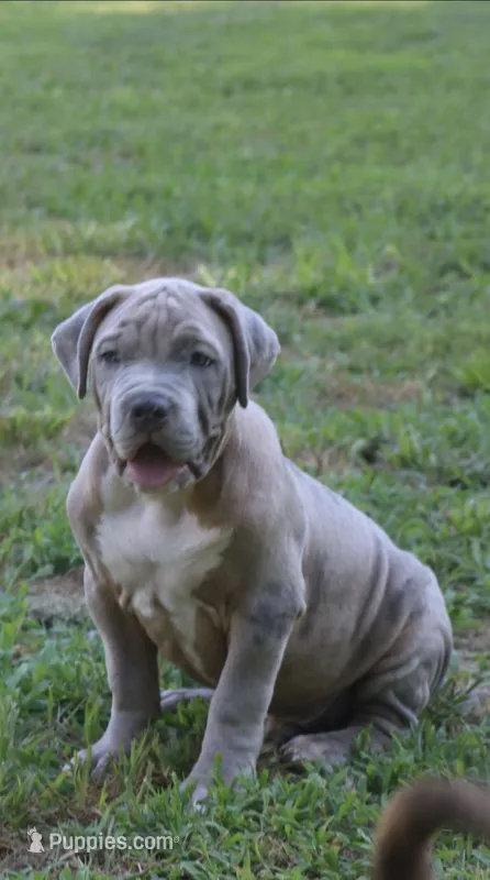 Ken – American Bully puppy for sale in Olathe, KS
