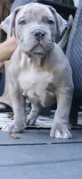 Ken, a male American Bully for sale in Olathe, KS – 6 of 7