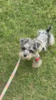 BLUE CREAM AND MERLE , a male Miniature Schnauzer for sale in Peachtree Corners, GA – 3 of 5