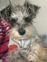 BLUE CREAM AND MERLE , a male Miniature Schnauzer for sale in Peachtree Corners, GA – 5 of 5