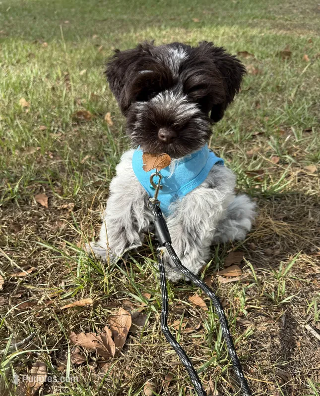 LIVER ROAN MEGA COAT MALE – Miniature Schnauzer puppy for sale in Peachtree Corners, GA