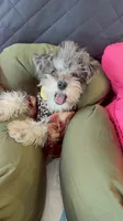 BLUE CREAM AND MERLE , a male Miniature Schnauzer for sale in Peachtree Corners, GA – 4 of 5