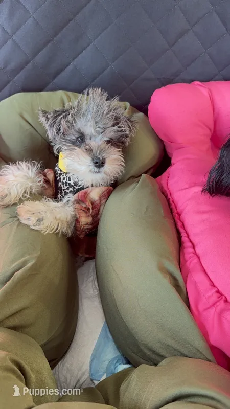 BLUE CREAM AND MERLE  – Miniature Schnauzer puppy for sale in Peachtree Corners, GA