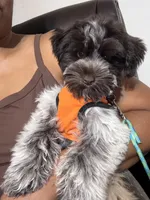 LIVER ROAN MEGA COAT MALE, a male Miniature Schnauzer for sale in Peachtree Corners, GA – 5 of 5