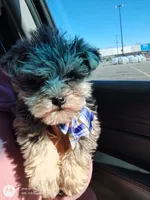 BLUE CREAM AND MERLE , a male Miniature Schnauzer for sale in Peachtree Corners, GA – 2 of 5