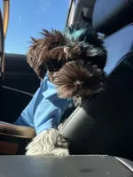 LIVER ROAN MEGA COAT MALE, a male Miniature Schnauzer for sale in Peachtree Corners, GA – 3 of 5