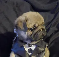 Jacob, a male Pug for sale in Chiefland, FL – Photo 1 of 3