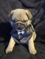 Jacob, a male Pug for sale in Chiefland, FL – Photo 3 of 3