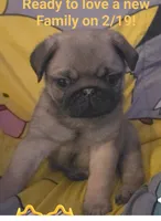 Jacob, a male Pug for sale in Chiefland, FL – Photo 2 of 3