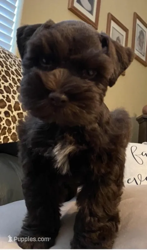 Miley – Miniature Schnauzer puppy for sale in Bakersfield, CA